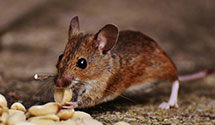 24 Hour & Emergency Exterminators in Mozart, WV